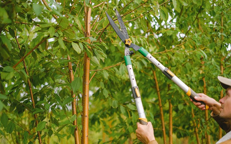 Tree trimming in Pleasant Valley, IA